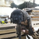 Cane Corso Yavrular  Sahiplendirilecektir