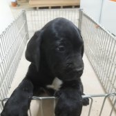 Cane Corso Yavrular Sahiplendirilecektir