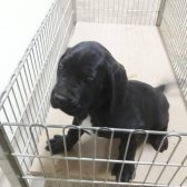 Cane Corso Yavrular Sahiplendirilecektir