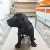 Cane Corso Yavrular Sahiplendirilecektir