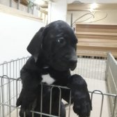 Cane Corso Yavrular Sahiplendirilecektir