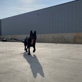 Secere + Mıkrocıplı Solıd Black