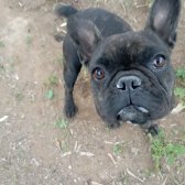 11 Aylık French Buldog Dışı Aşıları Tam Sağlıklı