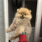 Üst Kalite Teacup Pomerian Yavru