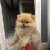 Üst Kalite Teacup Pomerian Yavru