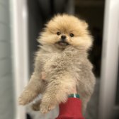 Üst Kalite Teacup Pomerian Yavru