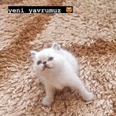 2 Aylık Erkek Chinchilla Yavrumuz Yeni Ailesini Arıyor