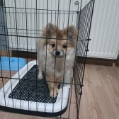 Pomeranian 5 Aylık Erkek