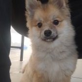 Pomeranian 5 Aylık Erkek