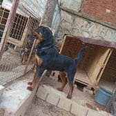 Orijinal Safkan Erkek Ve Dişi Rottweiler