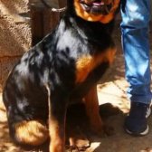 Orijinal Safkan Erkek Ve Dişi Rottweiler