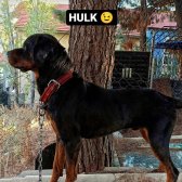 Orijinal Safkan Erkek Ve Dişi Rottweiler