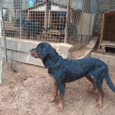 Orijinal Safkan Erkek Ve Dişi Rottweiler