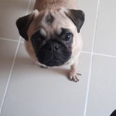 6 Aylık Pug