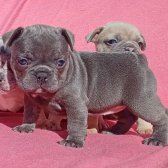 Blue French Bulldog