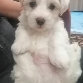 Maltes Terrıer Yavruları