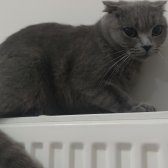 1,5 Yasında  British Shorthair Dişi