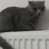 1,5 Yasında  British Shorthair Dişi