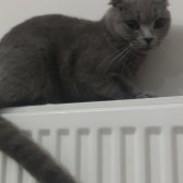 1,5 Yasında  British Shorthair Dişi