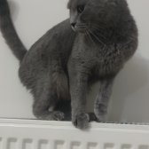 2,5 Yasında  British Shorthair Dişi