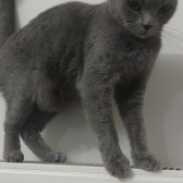 2,5 Yasında  British Shorthair Dişi