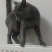 2,5 Yasında  British Shorthair Dişi