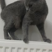 2,5 Yasında  British Shorthair Dişi