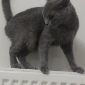 2,5 Yasında  British Shorthair Dişi