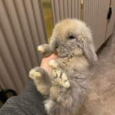 Hollanda Lop Tavşanı - Her İle Gönderim!