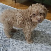 Toy Poodle 2,5 Aylık