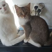 Üç Çok Sevimli Yetişkin Kedi Yavrusu Dağıtılıyor