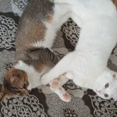 Üç Çok Sevimli Yetişkin Kedi Yavrusu Dağıtılıyor