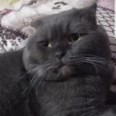 Ücretsiz Sahiplendirme Erkek Scottish Fold