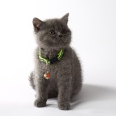 2,5 Aylık British Shorthair
