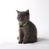 2,5 Aylık British Shorthair