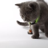2,5 Aylık British Shorthair