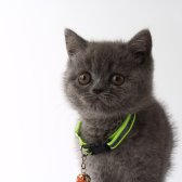 2,5 Aylık British Shorthair