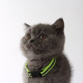 2,5 Aylık British Shorthair
