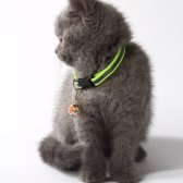 2,5 Aylık British Shorthair