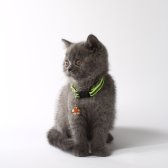 2,5 Aylık British Shorthair