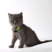 2,5 Aylık British Shorthair