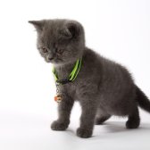 2,5 Aylık British Shorthair