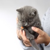 2,5 Aylık British Shorthair