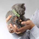2,5 Aylık British Shorthair
