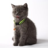 2,5 Aylık British Shorthair