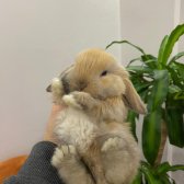 Hollanda Lop Tavşanı - Her İle Gönderim!