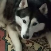 Kayıp  Husky  Köpek  10  Yaşında  Erkek  Sağ  Gözü Kahve  Sol  Gözü Yeşil