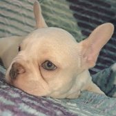 French Bulldog Yawrular