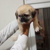 Gül Kuyruklu Pug Dostlarımız!!! Gül Kuyruklu Pug Dostlarımız!!!