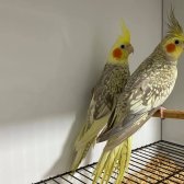 Yavru Garantili Sultan Papağanı Çiftler